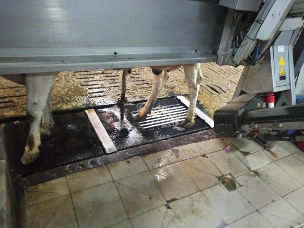 Автоматическая очистка копыт на доильных роботах