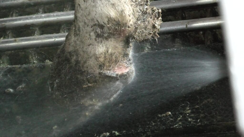 Автоматическая очистка и дезинфекция копыт на доильном роботе