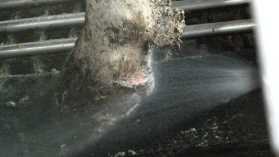 Автоматическая очистка и дезинфекция копыт на доильном роботе