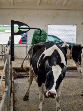 Корова трется о щетку-чесалку