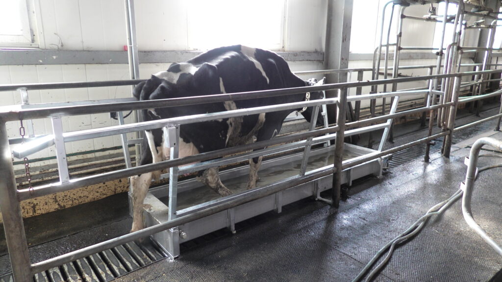 Корова проходит через автоматическую ванну для обработки копыт